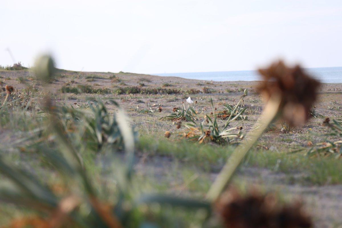 Sakarya'da yetişen Kum Zambağının koparılma cezası 80 bin lira