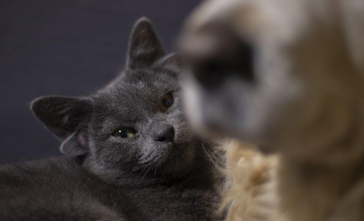 Dört kulaklı kedi Midas, ilgi odağı oldu