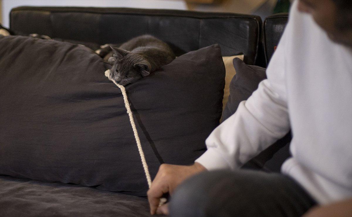 Dört kulaklı kedi Midas, ilgi odağı oldu