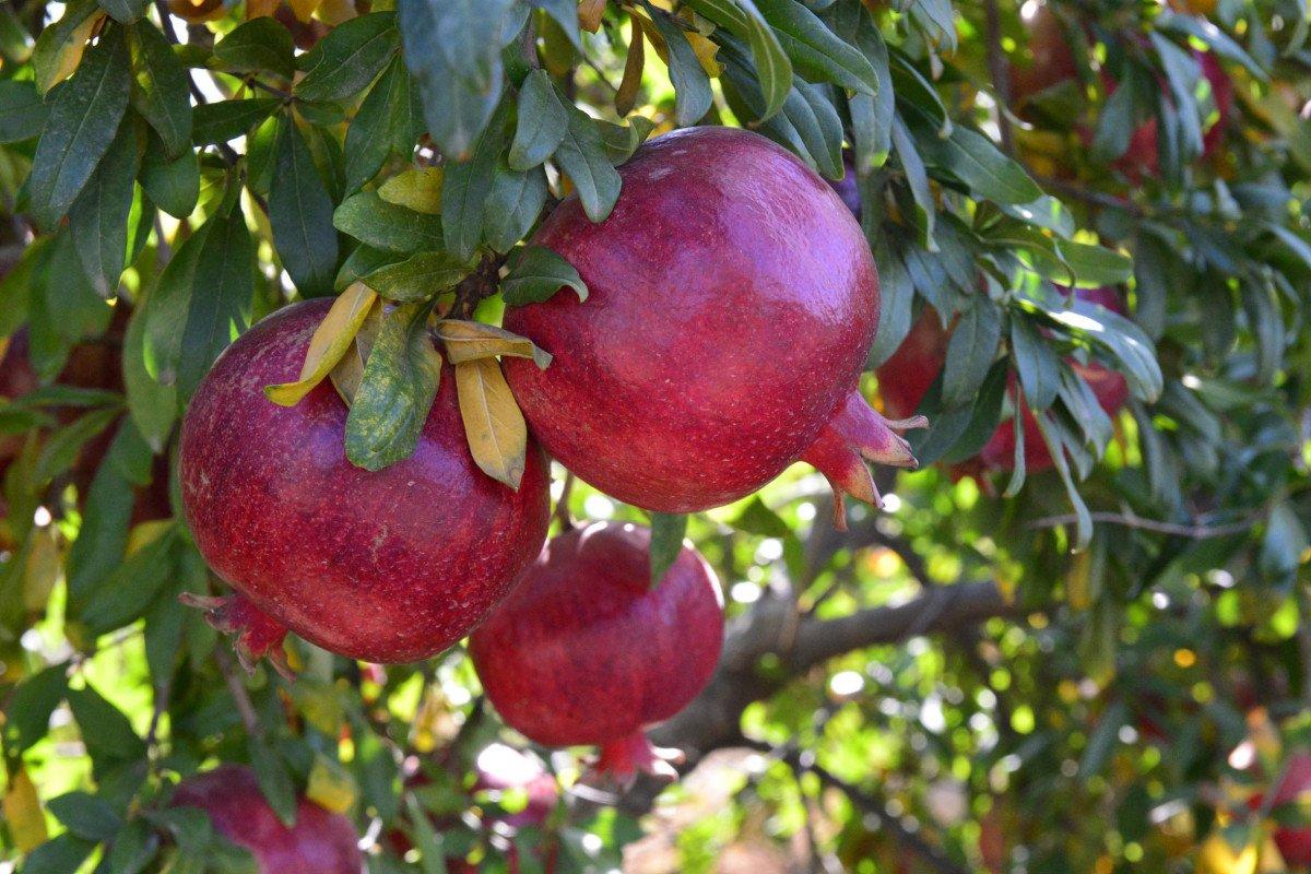 Rusya, nar ve biber ithalatını durdurdu