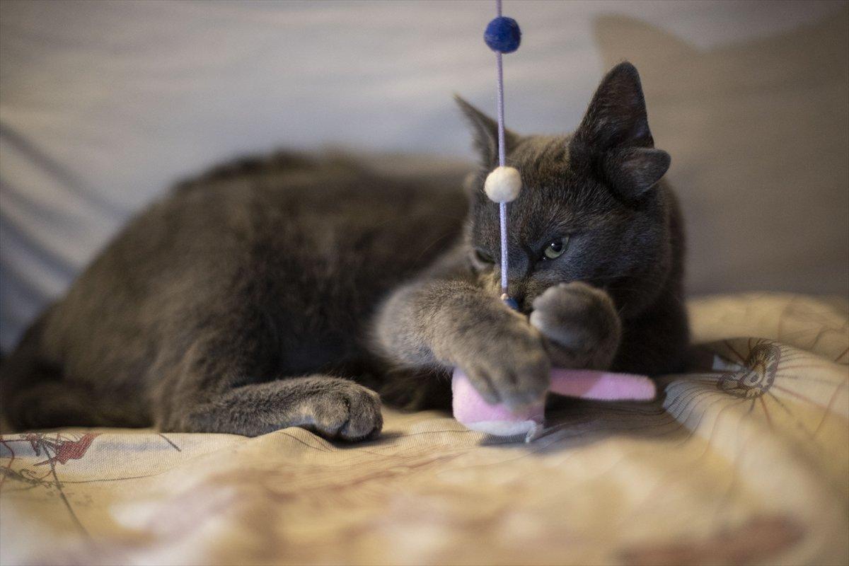 Dört kulaklı kedi Midas, ilgi odağı oldu