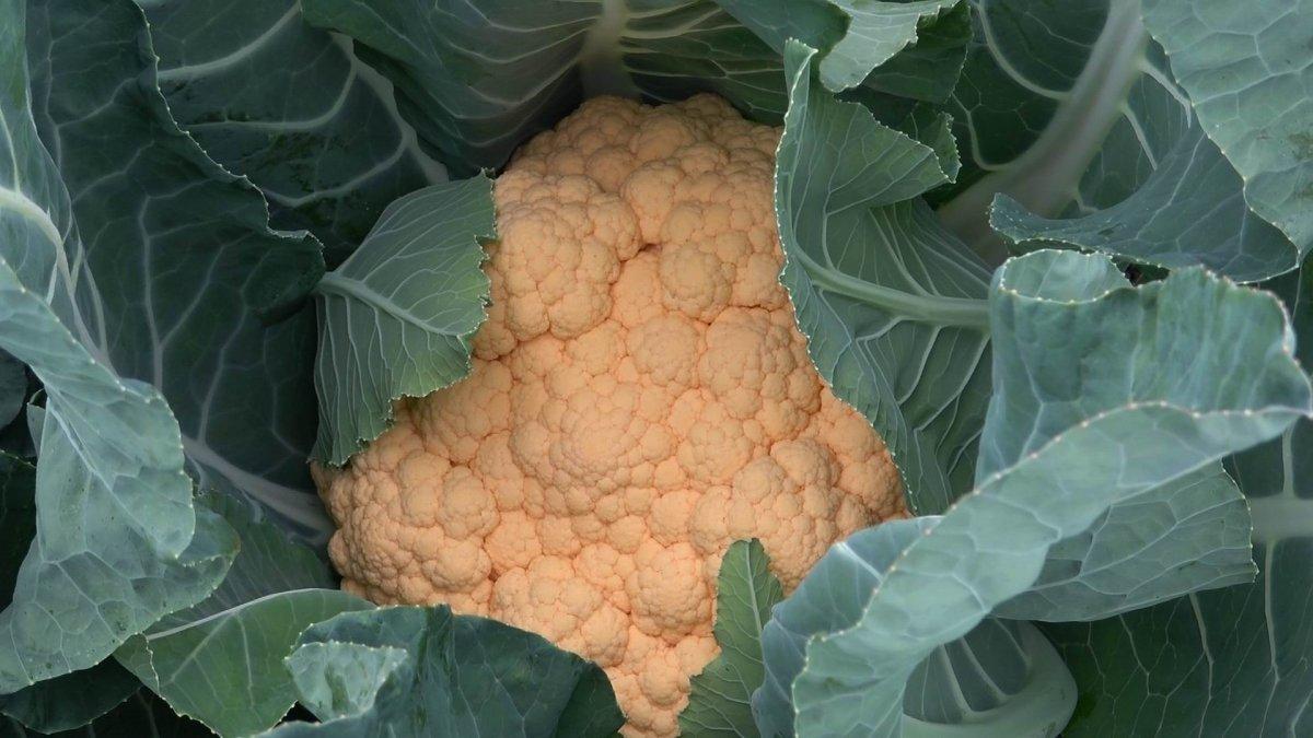 Karnabahar fiyatı arttı