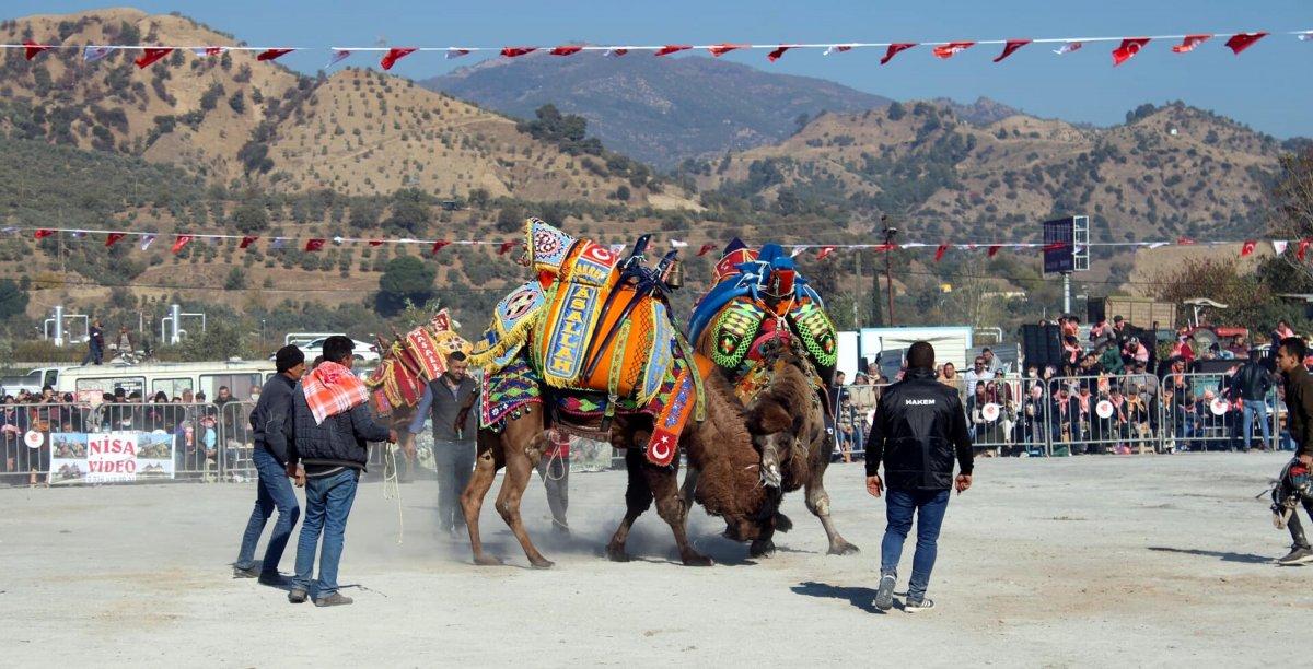 Aydın'da 1 yılın ardından yeniden deve güreşleri başladı