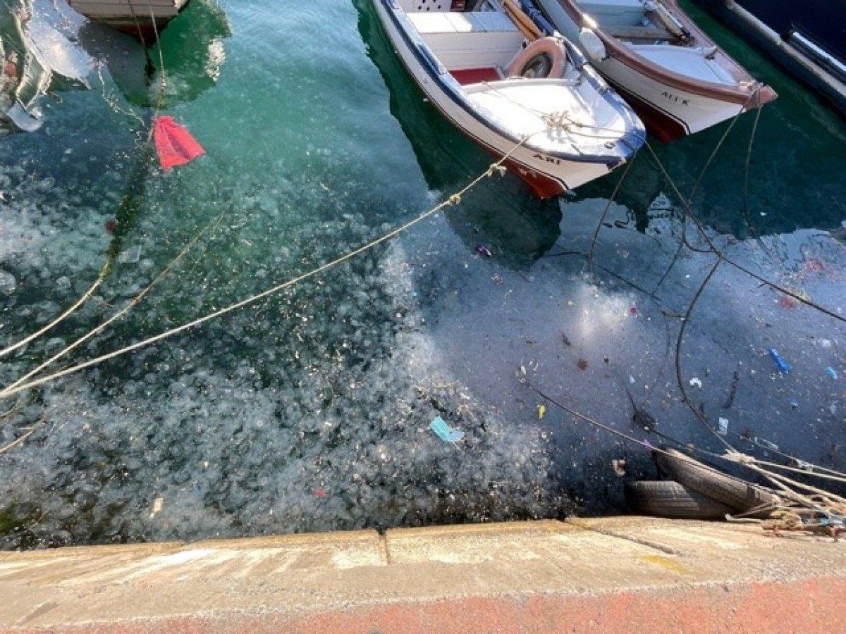 Arnavutköy sahili atıklar ve denizanalarıyla doldu