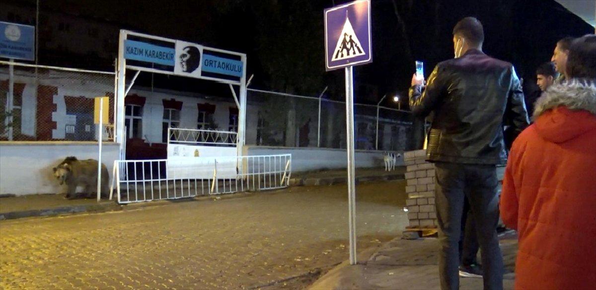Kars'ta bozayı okulun bahçesine girdi