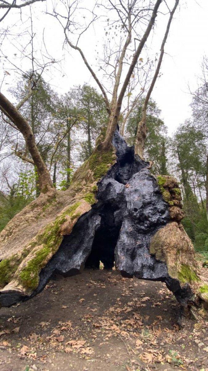 İstanbul'un en yaşlı ağaçları