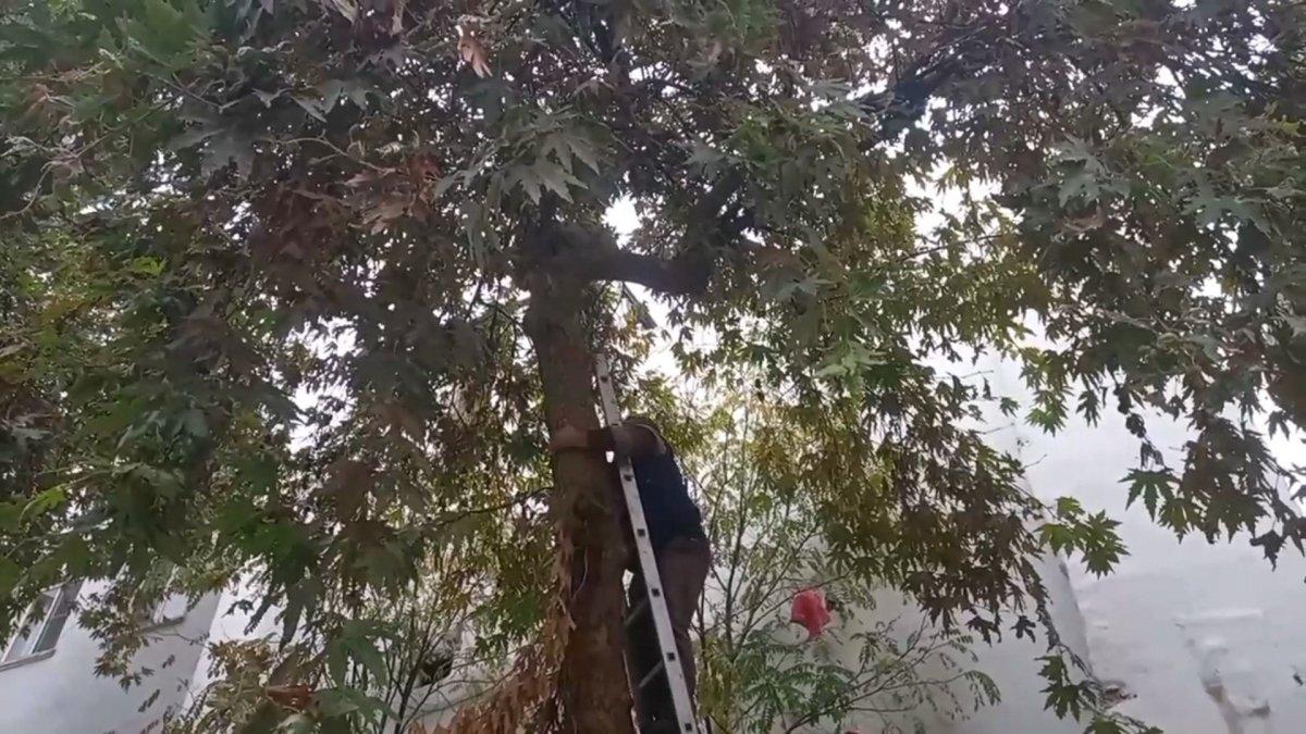 Şanlıurfalıların kedi kurtarma operasyonu