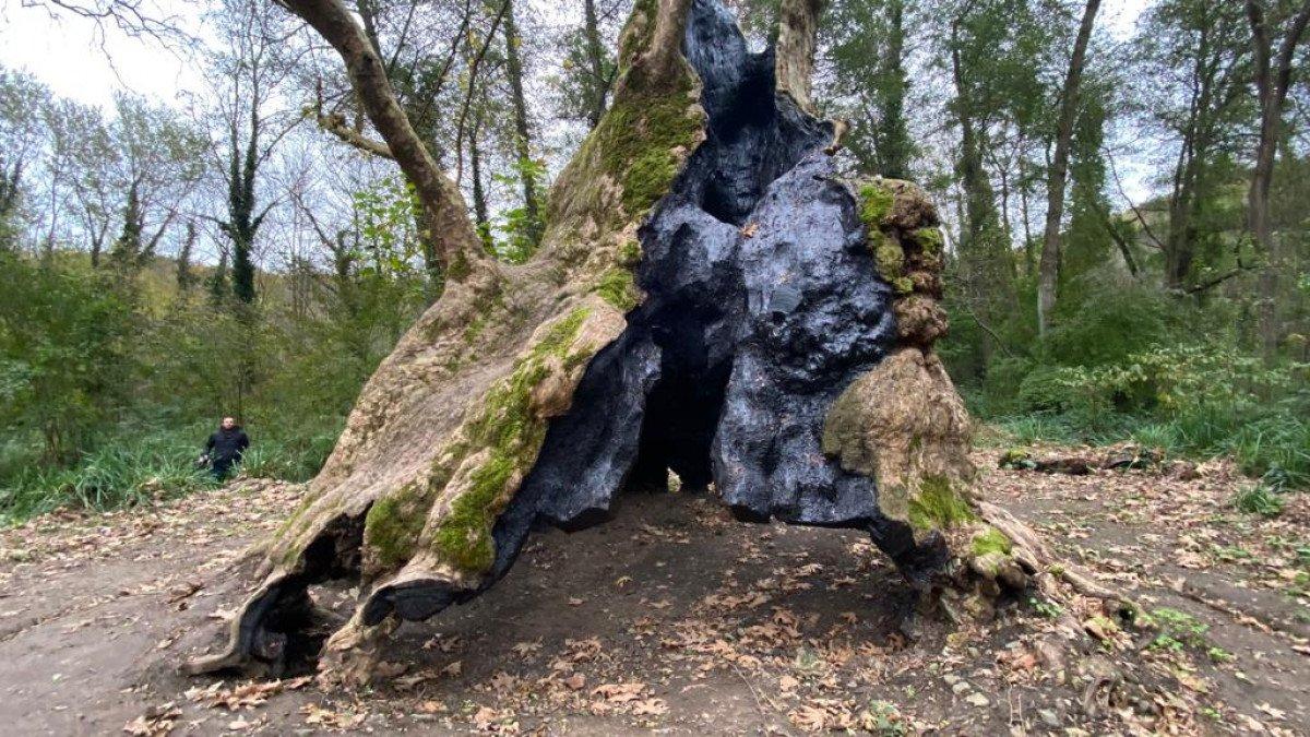 İstanbul'un en yaşlı ağaçları