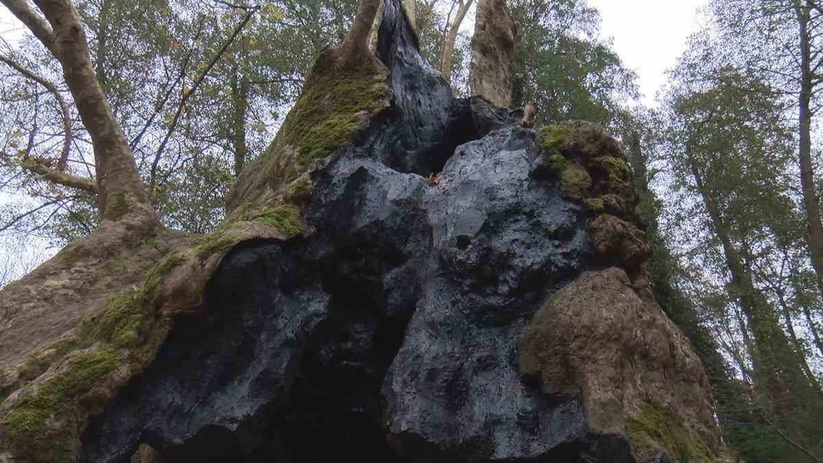 İstanbul'un en yaşlı ağaçları