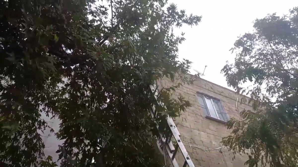 Şanlıurfalıların kedi kurtarma operasyonu