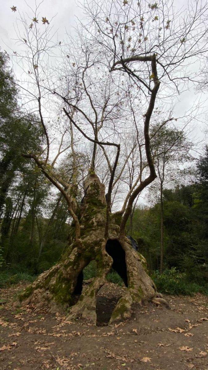 İstanbul'un en yaşlı ağaçları