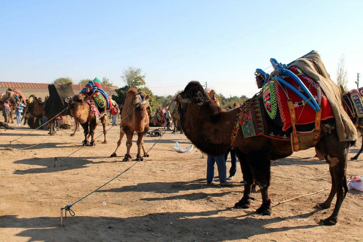 Aydın'da 1 yılın ardından yeniden deve güreşleri başladı