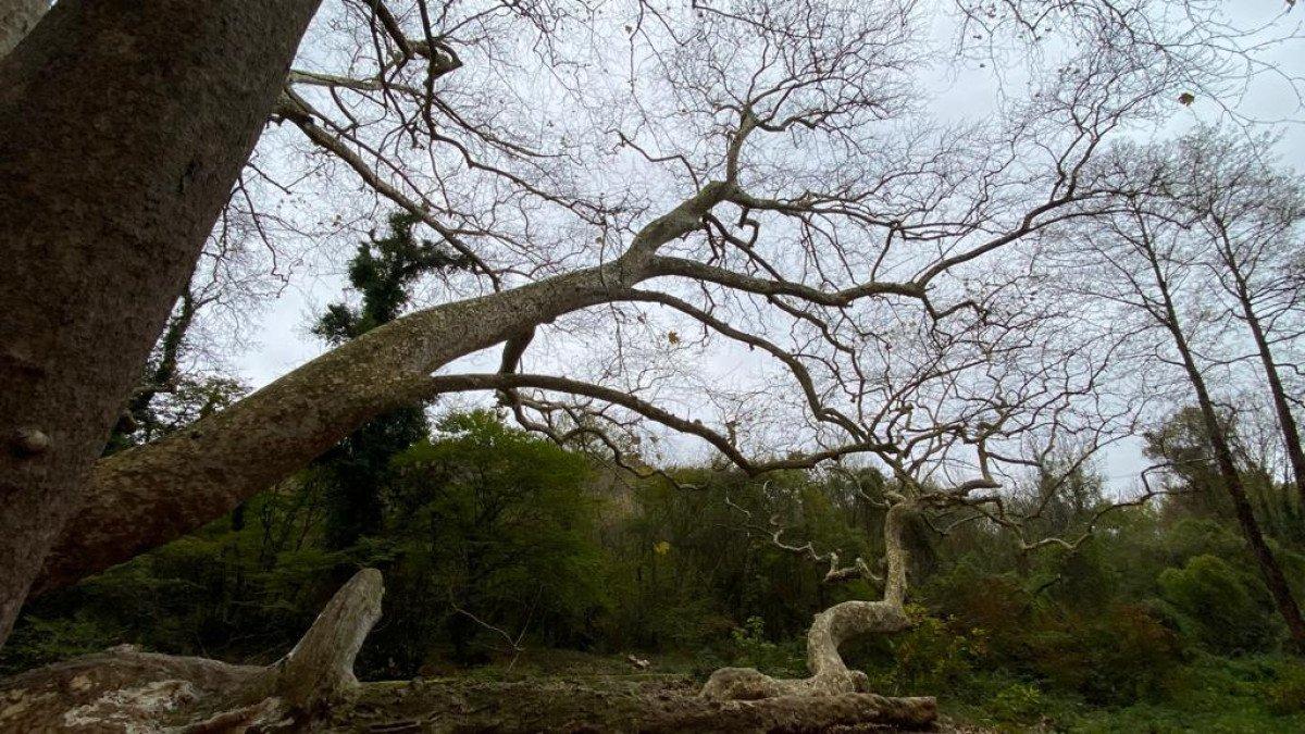 İstanbul'un en yaşlı ağaçları