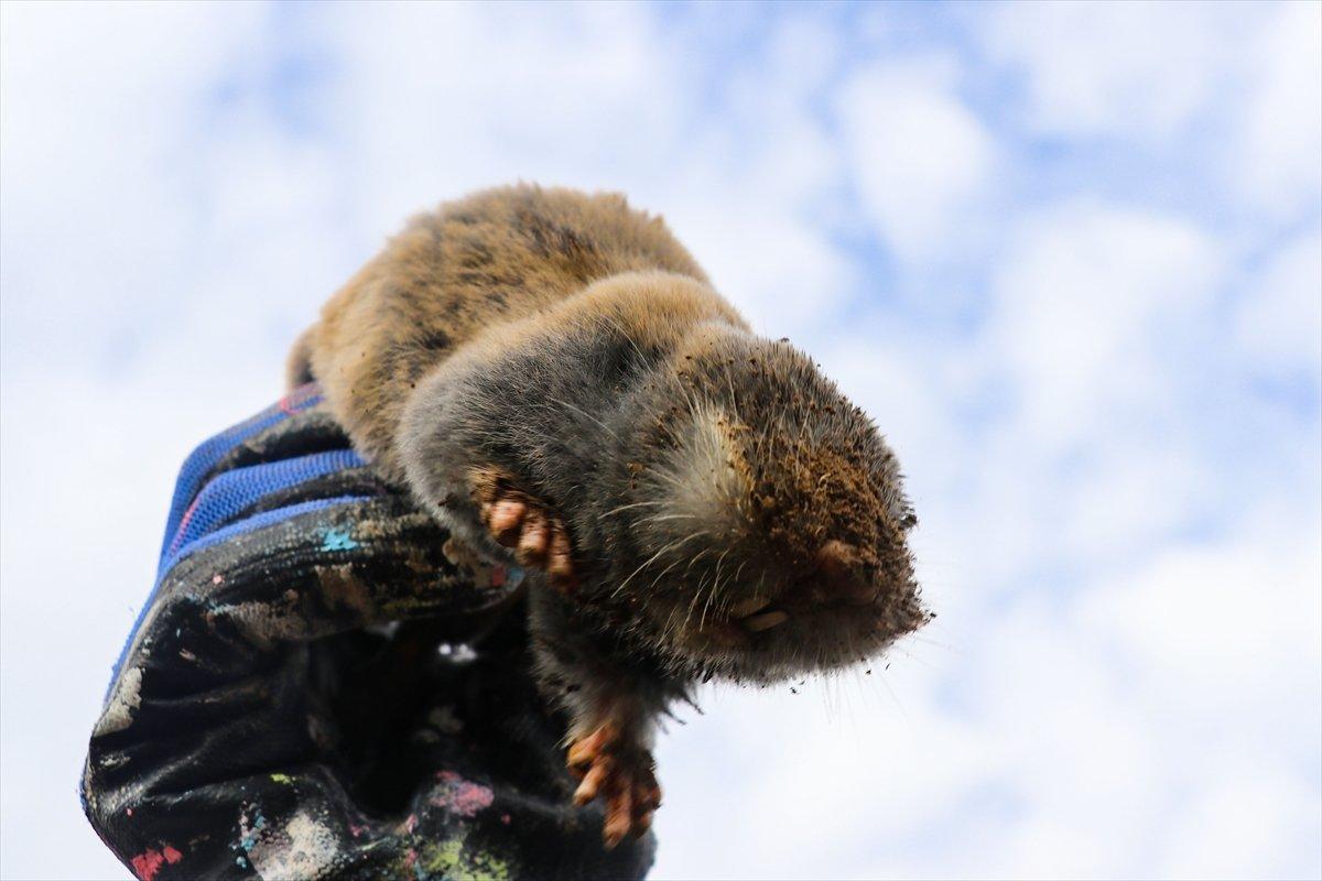 Iğdır'daki kör farenin toprağı kazdığı anlar