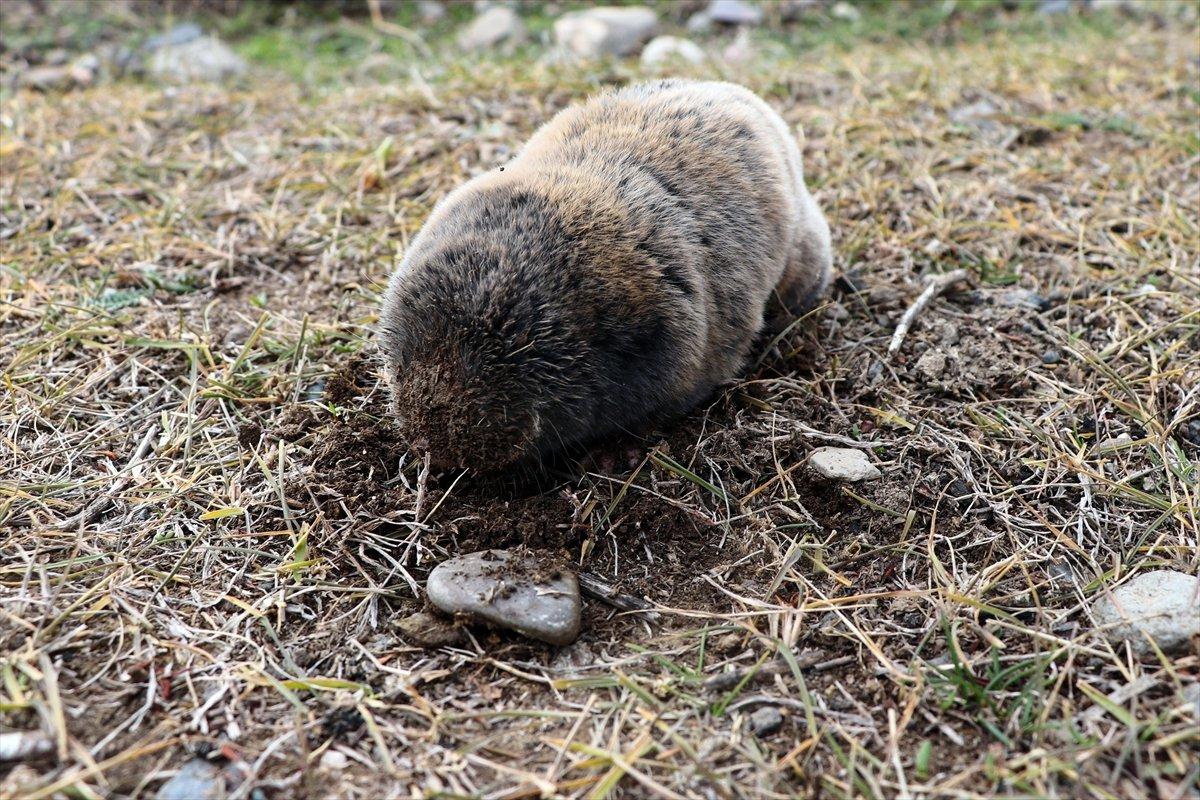 Iğdır'daki kör farenin toprağı kazdığı anlar
