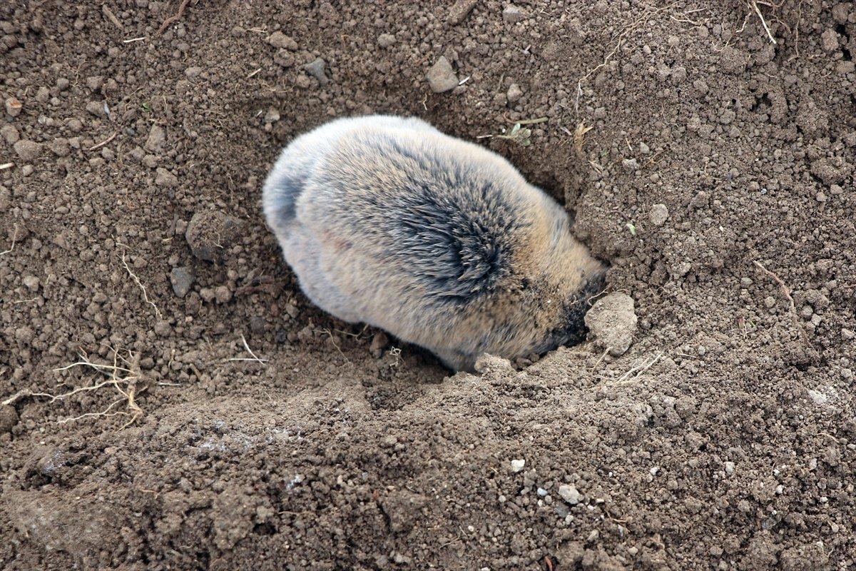 Iğdır'daki kör farenin toprağı kazdığı anlar