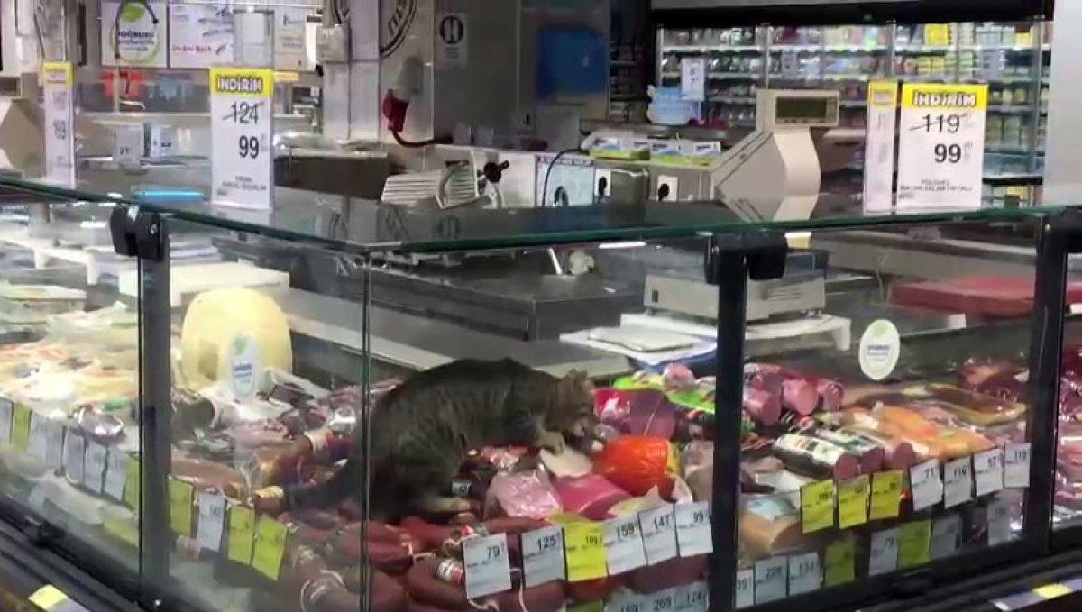 Beylikdüzü’nde, market giren kedi kavurma yedi