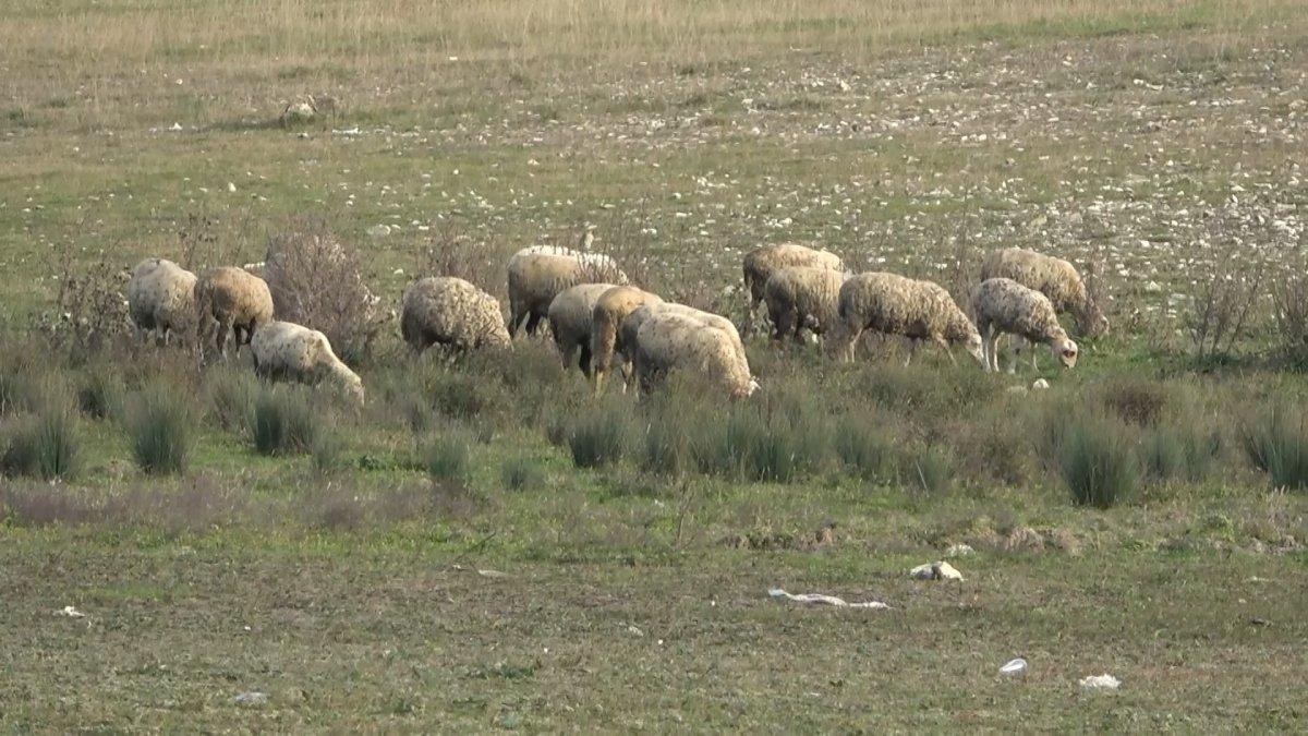 Arnavutköy Sazlıdere Barajı'nda sular çekildi