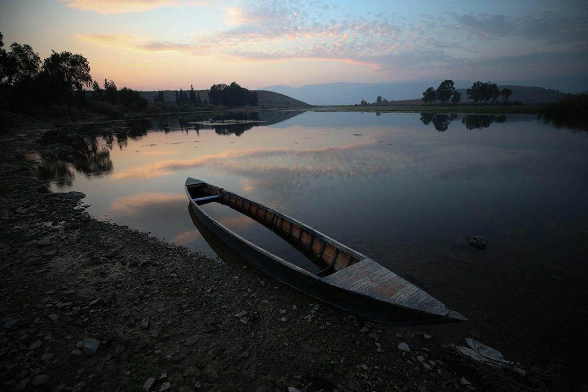 Türkiye'nin farklı kentlerinden toplanan kurbağalar, Avrupa'ya ihraç ediliyor