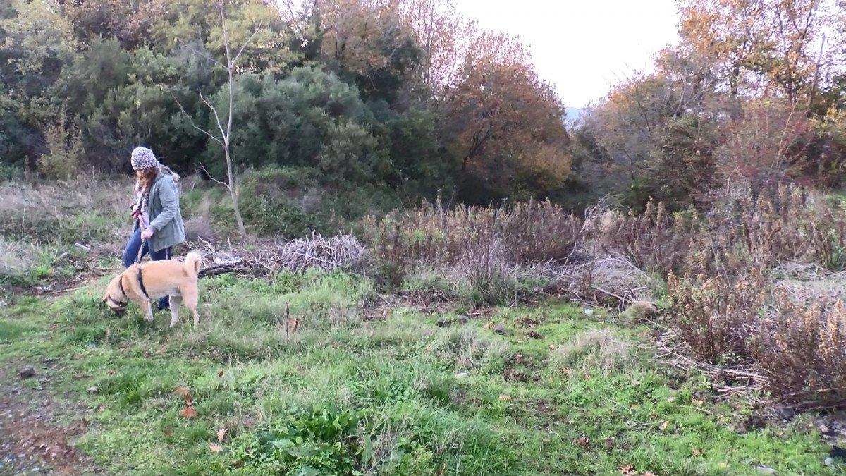 Sarıyer’de, ormanlık alanda kesilmiş atlar bulundu