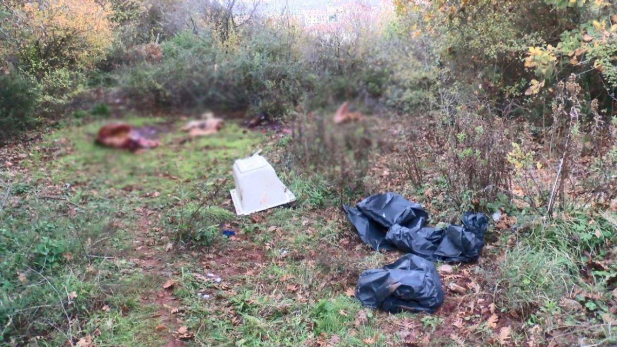 Sarıyer’de, ormanlık alanda kesilmiş atlar bulundu