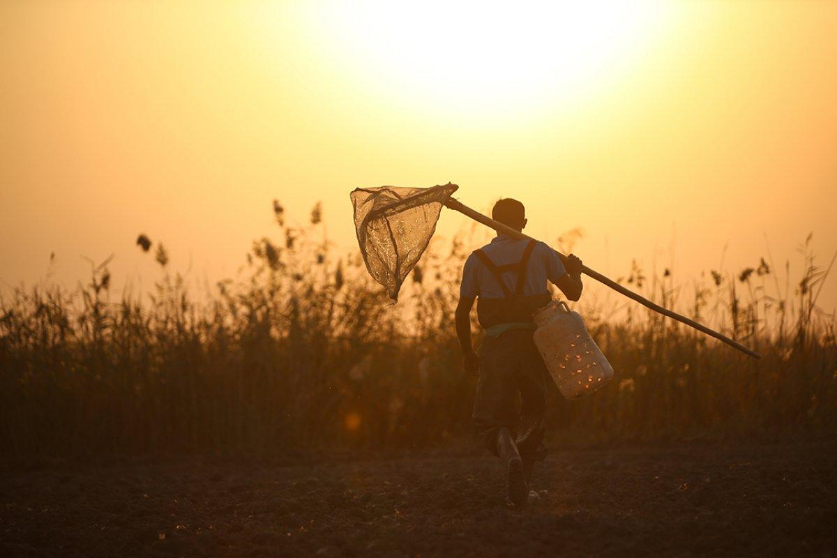 Türkiye'nin farklı kentlerinden toplanan kurbağalar, Avrupa'ya ihraç ediliyor