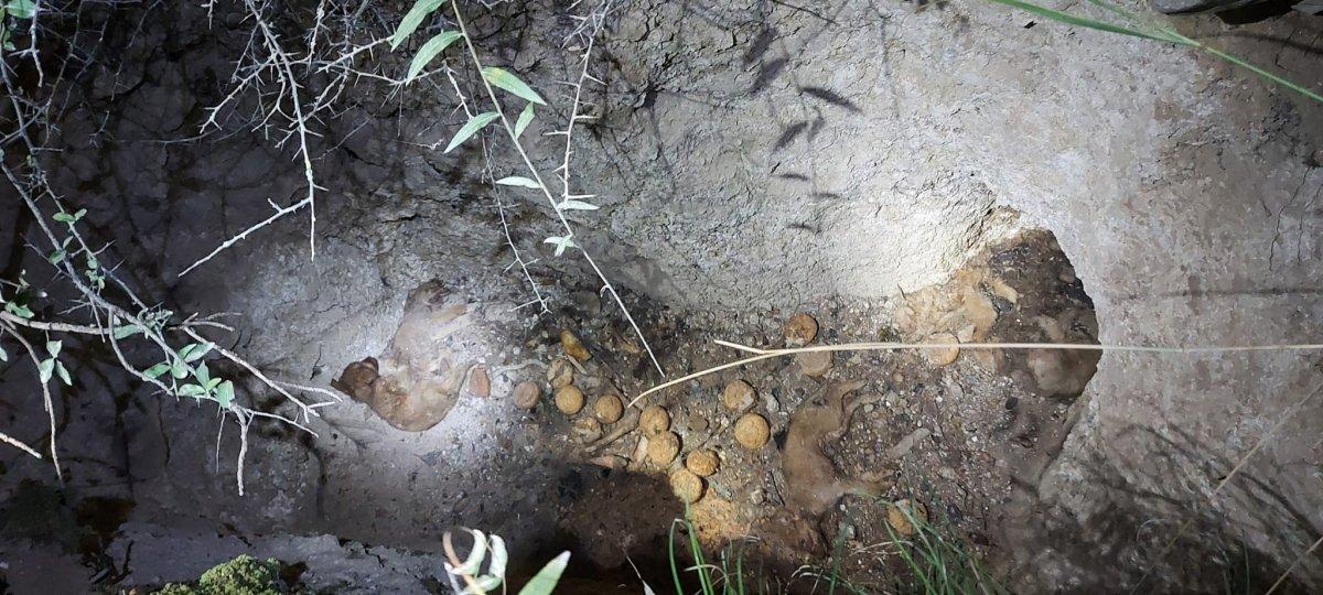 Kocaeli’de mezara düşen 8 yavru köpek öldü