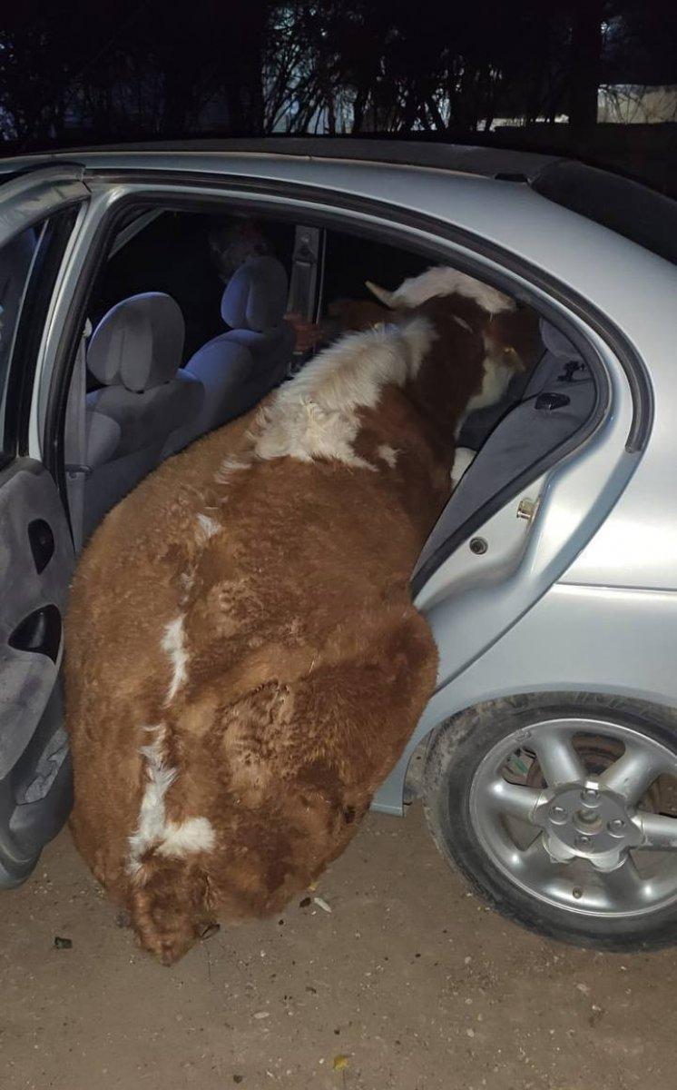 Şanlıurfa'da  inek çalan hırsızlar jandarmadan kaçamadı