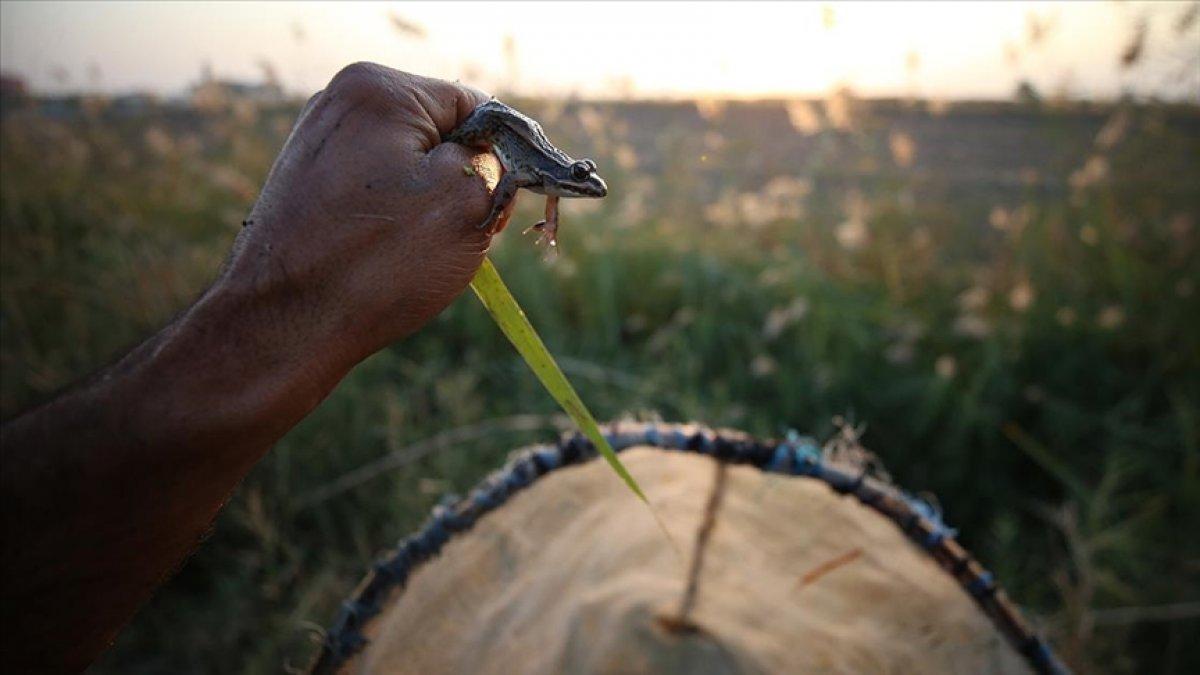 Türkiye'nin farklı kentlerinden toplanan kurbağalar, Avrupa'ya ihraç ediliyor