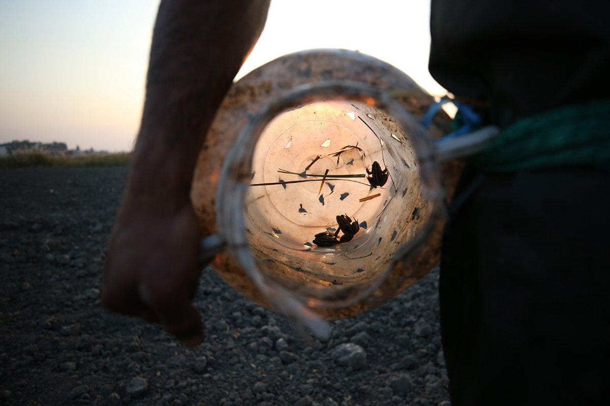 Türkiye'nin farklı kentlerinden toplanan kurbağalar, Avrupa'ya ihraç ediliyor