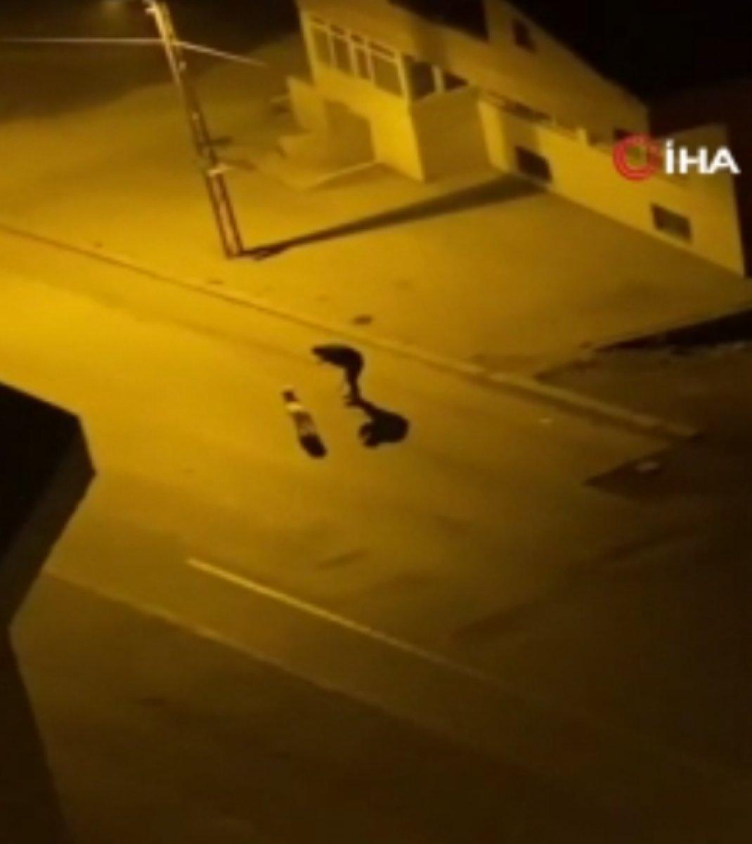 Ankara'da köpeğini tasma ile dövdü