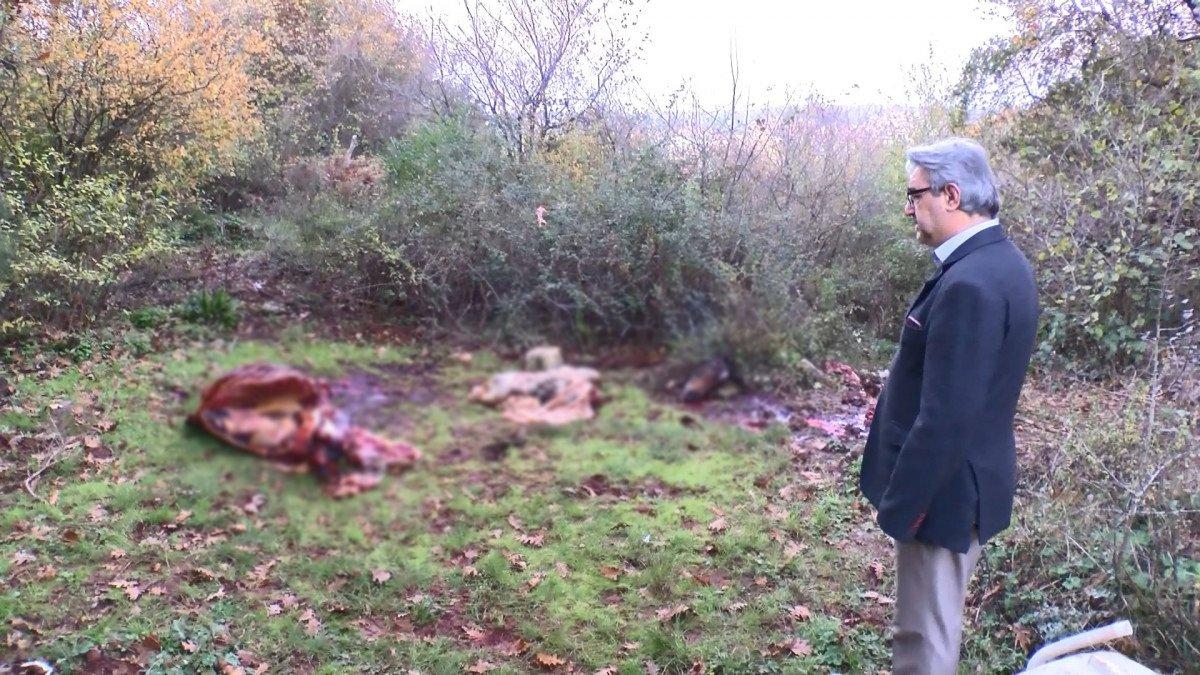 Sarıyer’de, ormanlık alanda kesilmiş atlar bulundu