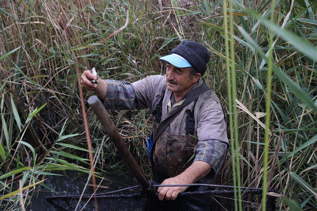 Türkiye'nin farklı kentlerinden toplanan kurbağalar, Avrupa'ya ihraç ediliyor