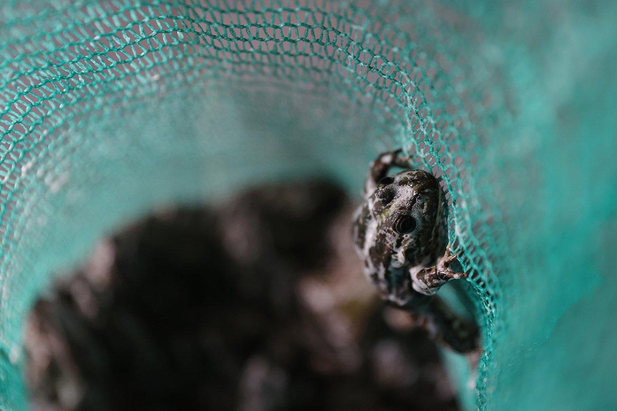 Türkiye'nin farklı kentlerinden toplanan kurbağalar, Avrupa'ya ihraç ediliyor