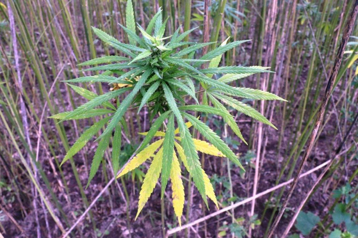 Kenevir çalışmaları