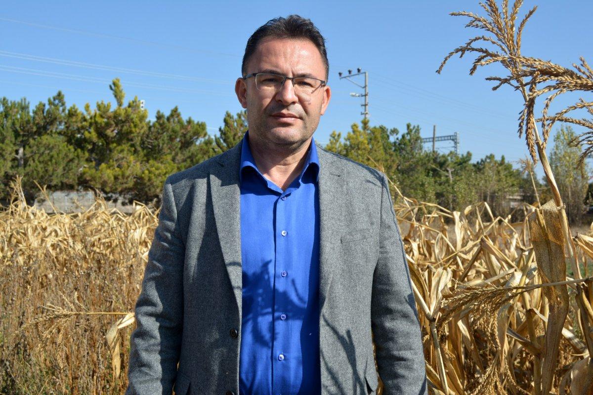 Kenevir çalışmaları