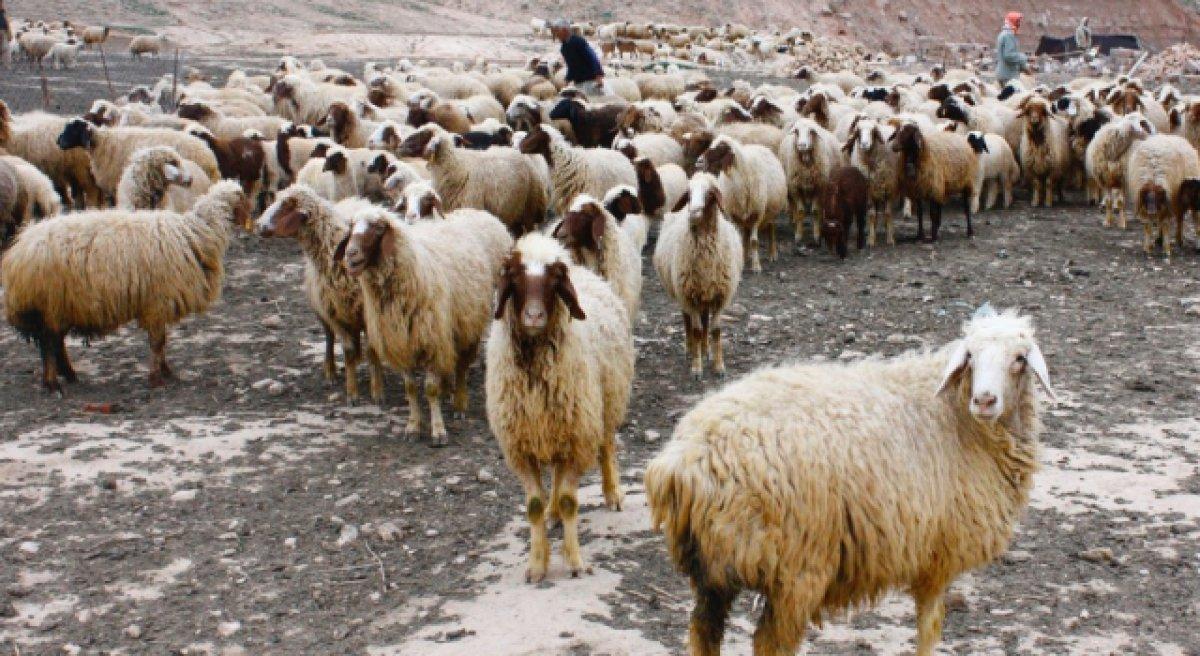 Adana'da görüldü! Mavi Dil hastalığı nedir, belirtileri neler?