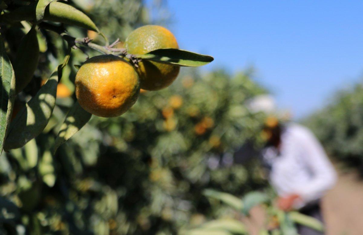 Adana'da, günlük 124 liraya tarım işçisi bulunamadı