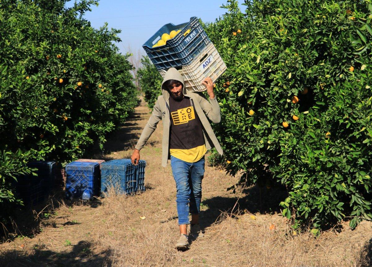 Adana'da, günlük 124 liraya tarım işçisi bulunamadı