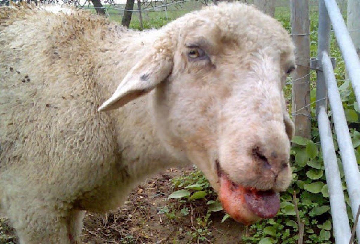 Adana'da görüldü! Mavi Dil hastalığı nedir, belirtileri neler?