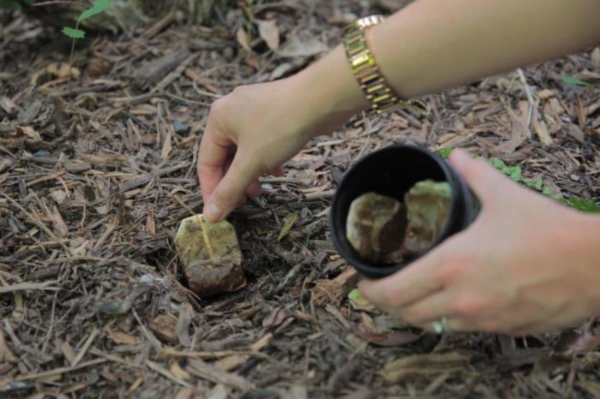 Sakın çöpe atmayın! Kullanılmış çay poşetlerini değerlendirmenin 15 şaşırtıcı yolu