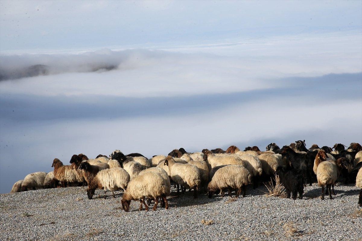 Muş'un karlı dağlarında kartpostallık görüntüler oluştu