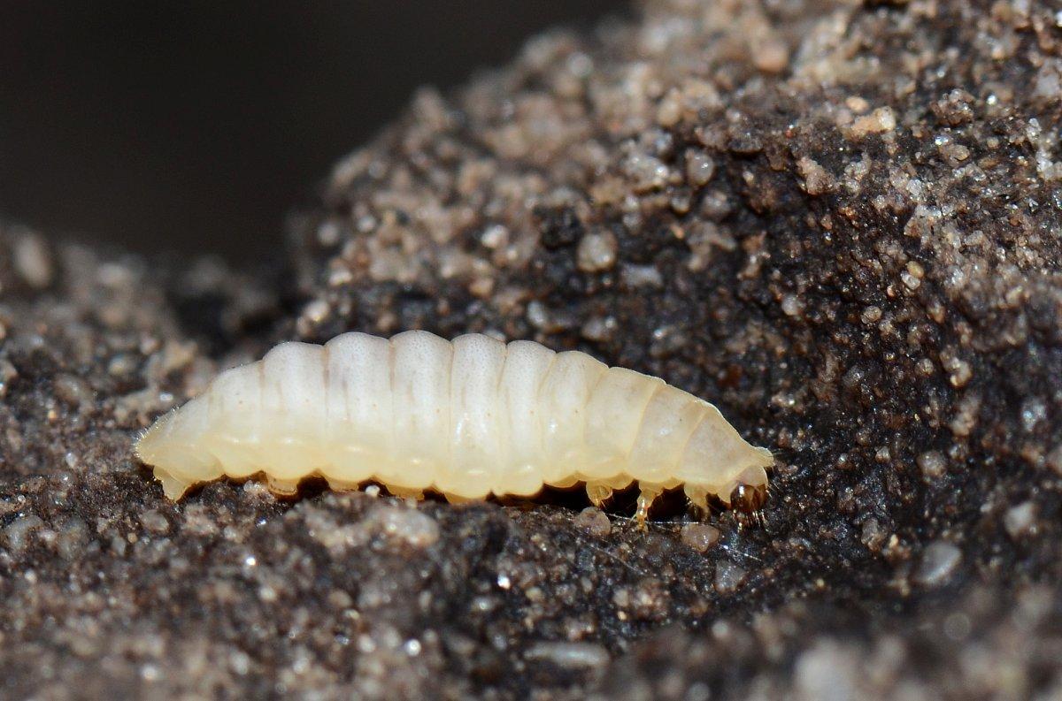 Larva nedir