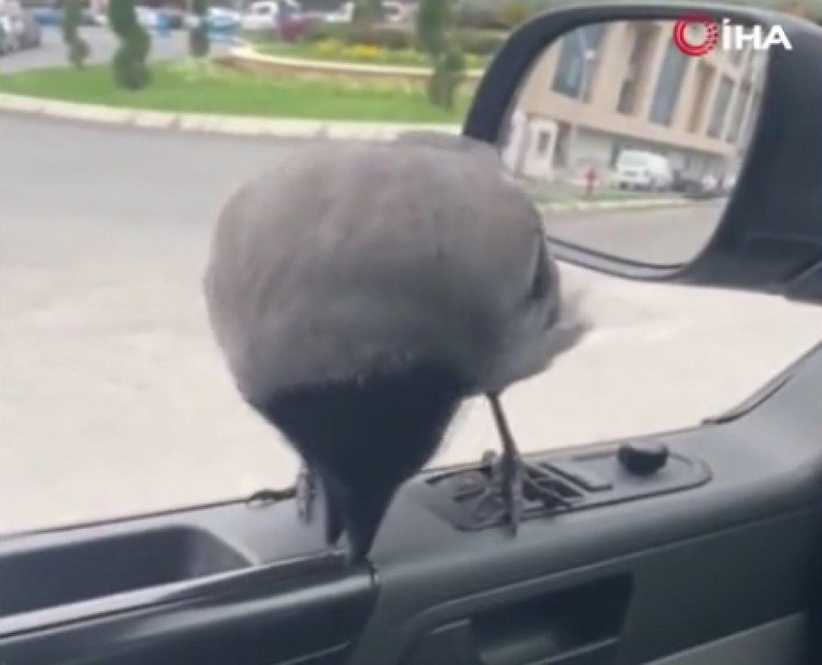 Sultangazi'de sürücünün aracın camına konan kargayla diyaloğu