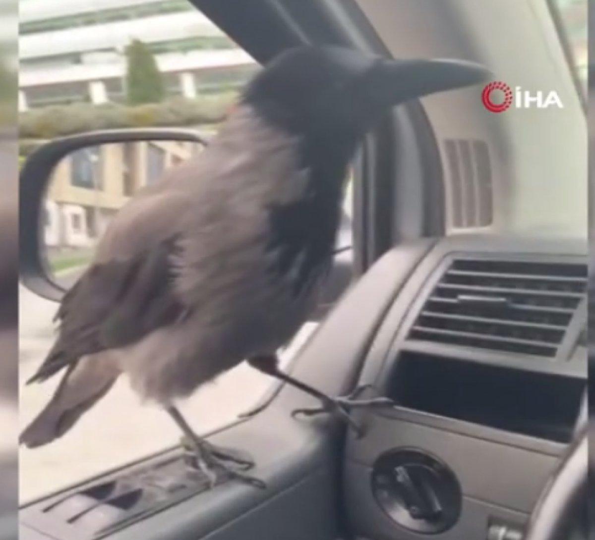 Sultangazi'de sürücünün aracın camına konan kargayla diyaloğu