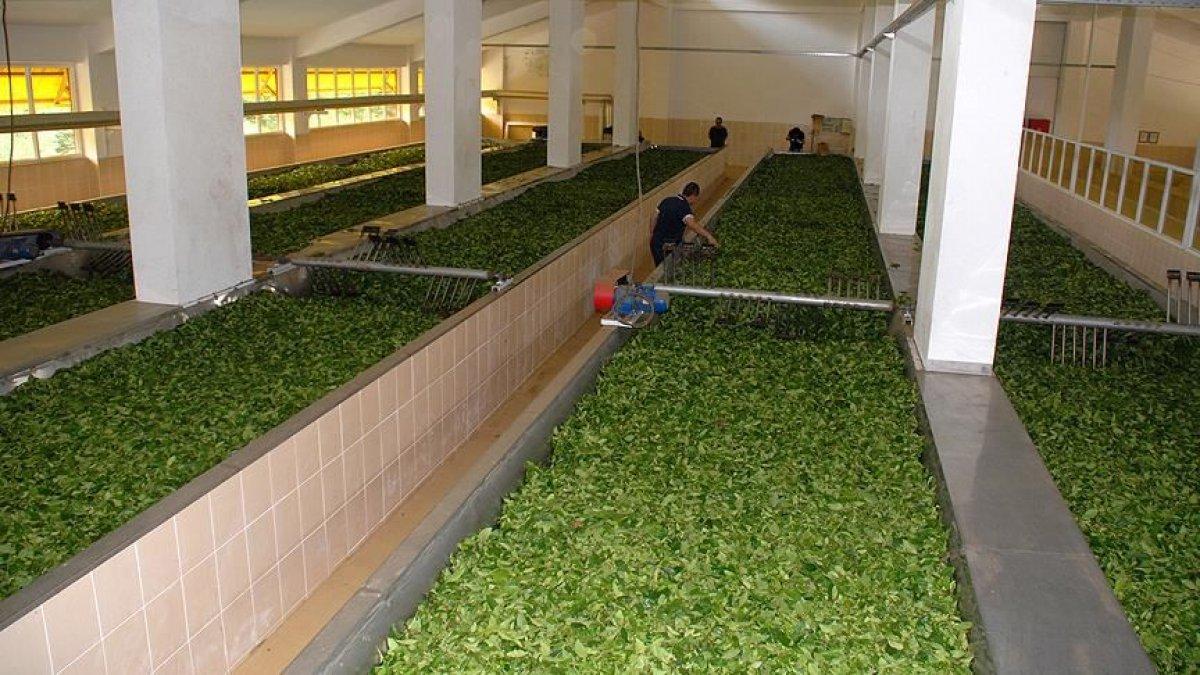 Çaykur, Azerbaycan'daki zincir markete kuru çay satacak