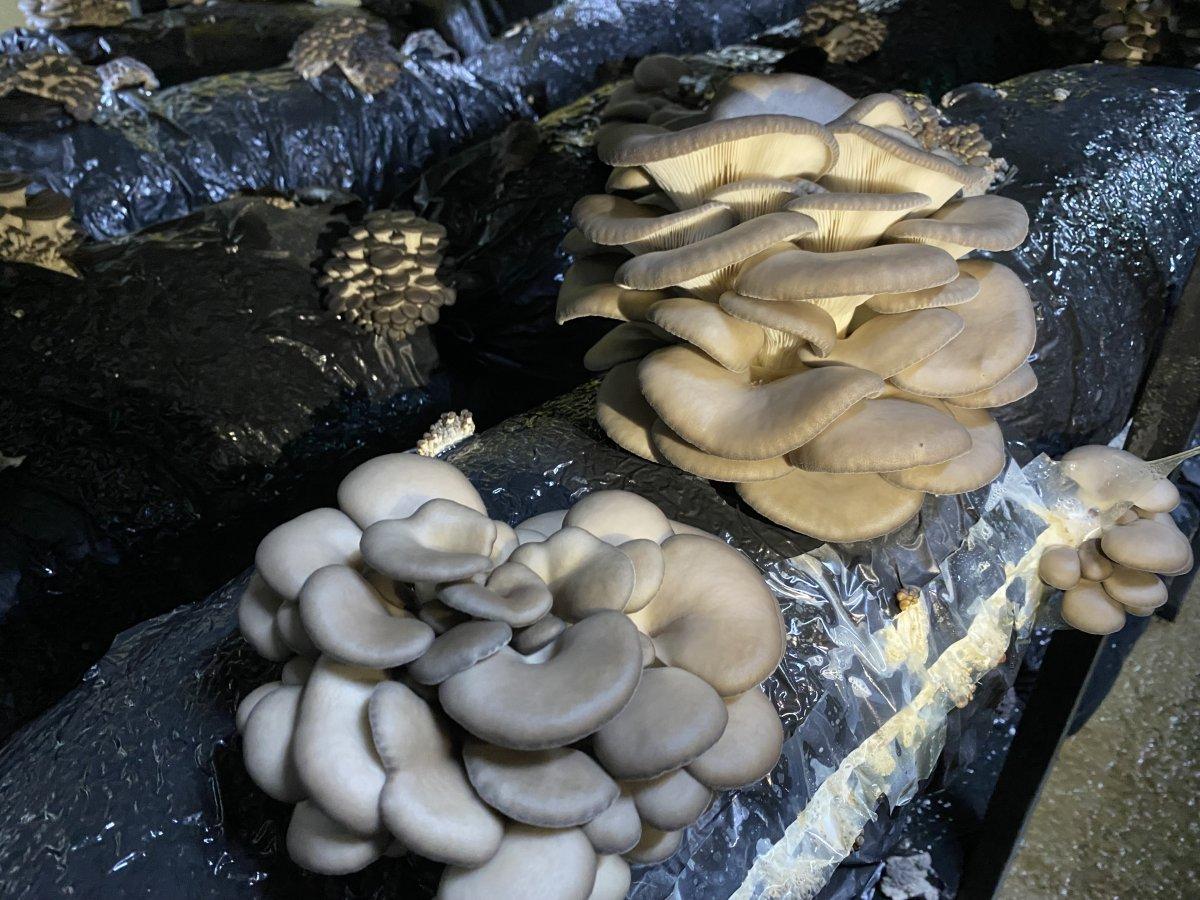 Bartın’da Genç Çiftçi Projesi ile kendi mantar üretim tesisini kurdu