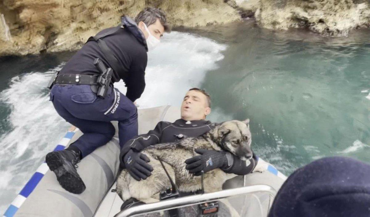 Antalya'da falezlerde mahsur kalan köpeği deniz polisi kurtardı