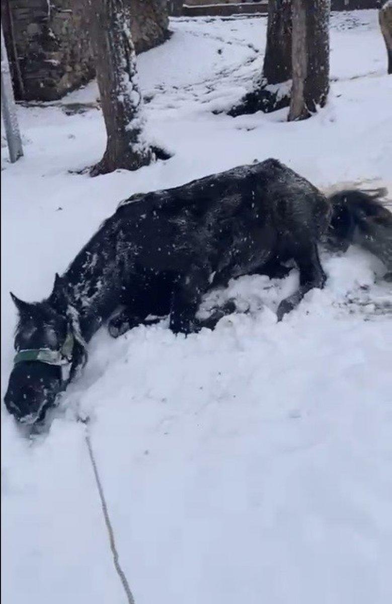 Tokat'ta karda atlı safari
