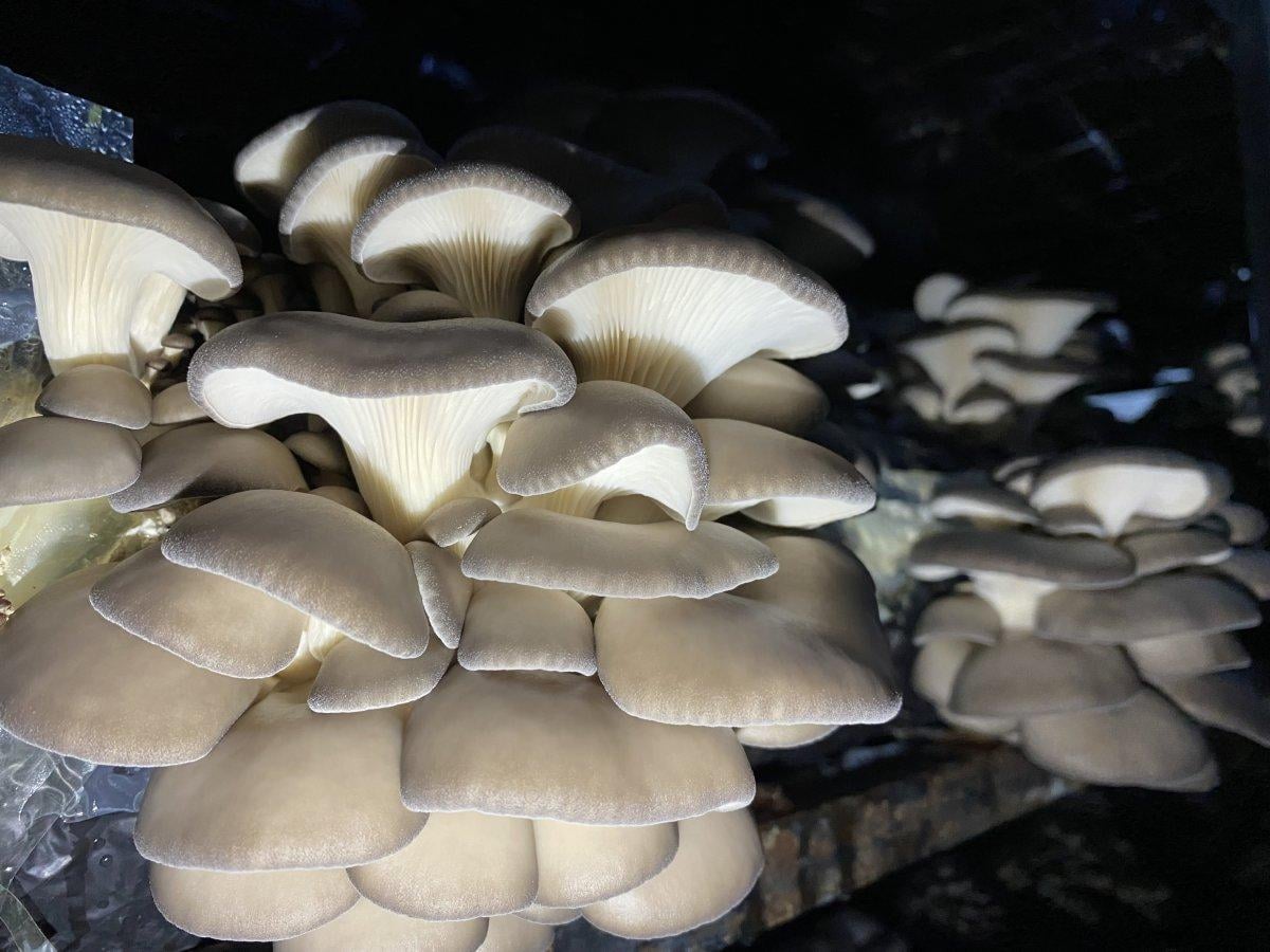 Bartın’da Genç Çiftçi Projesi ile kendi mantar üretim tesisini kurdu